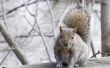 Hoe te stoppen met eekhoorns uit eten gevelbekleding
