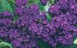 How to Care for Heliotrope