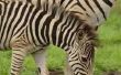Feiten over Zebra baby 's