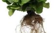 How to Make Hydroponic oplossingen thuis