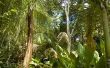 Lijst van bloemen gevonden in het tropisch regenwoud
