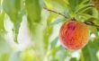 Soorten perzikbomen