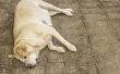 Wat Is de levensverwachting van honden met de ziekte van Cushing?