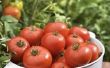 Tomaten zal produceren Fruit op sukkels?