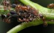 Hoe te houden de mieren weg van citrusbomen
