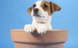 Hoe maak je een Puppy hondje met Clay potten