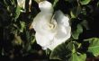 Hoe te snoeien van een boom Gardenia uit een bevriezing
