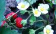 De beste tijd om te planten van aardbeien in Arkansas
