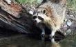 How to Get Rid van Raccoons met menselijke Urine