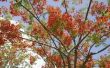 Wat Is een Poinciana boom?