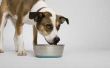 Moet u de waterschaal af voor uw hond laat alle dag?