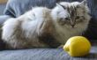 Hoe citroen neusspray gebruikt om te doden van de vlooien op katten