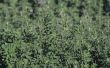 Hoe lang duurt Alfalfa bloem & Bloom?