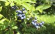 Hoe Blueberry struiken snoeien