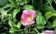 How to Grow Rosa Rugosa in Zuid-Californië