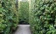 Het beste Type van groenblijvende Privacy Hedge