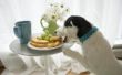 Hoe om te trainen uw hond niet te eten voedsel uit de teller