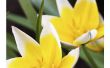 How to Plant Tulip zaden