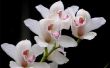 Wat orchideebloemen symboliseren?