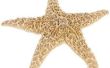 Hoe u kunt bleekmiddel Starfish