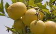 Lichaamsolie Spray voor citrusbomen