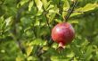 How to Grow een prachtige granaatappelboom
