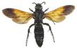 Prehistorische insecten in de Jura-periode