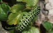 Hoe te achterhalen van een Caterpillar Gender