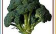 Hoe selecteert u verse Broccoli
