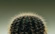 Levenscyclus van een Golden Barrel Cactus