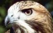 De paring gewoonten van de Red - Tailed Hawk