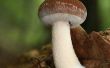SHITAKE Mushroom identificatie