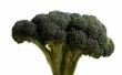 Hoe om te oogsten Broccoli hoofden