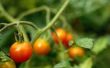 Hoe veel tomaat planten duurt het voeden van een familie van 4?