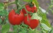 Wat eet tomaat bloemen?