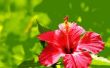 Tropische bloemen van Jamaica