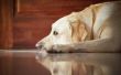 Tekenen & symptomen van een blaasontsteking in een hond