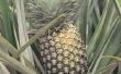 Hoe te verwijderen van een ananas zonder het doden van de Plant