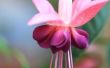 Soorten opknoping van planten met paarse bloemen