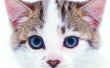 Belangrijkste oorzaken van droge en vuile oren bij katten