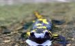 Hoe te identificeren Salamander eieren
