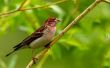 Kinderen feiten over Finch vogels