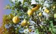 Hoe te repareren van een splitsing Lemon Tree