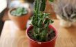Hoe de zorg voor een Euphorbia Trigona