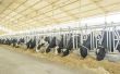 How to Get staatsleningen voor melkveehouderij