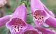 How to Care for Foxgloves