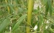 Hoe te snijden en Plant bamboescheuten