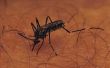 Kill Mosquito larve zal bleekmiddel?