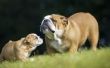 Hoe de zorg voor pasgeboren Engels Bulldog pups