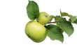 Feiten over Grany Smith appelbomen